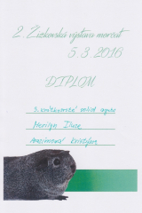 Merilyn_-_diplom_3._kratkorste_solig_aguti_-_2._zizkovska