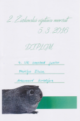 Merilyn_-_diplom_4.UK_crested_junior_-_2._zizkovska