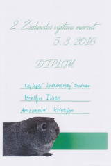 Merilyn_-_diplom_nejlepsi_kratkorsty_trikolor_-_2._zizkovska