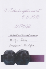 Merilyn_-_diplom_nejlepsi_kratkorsty_trikolor_-_3._zizkovska