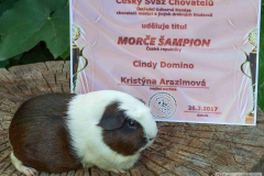 Cindy_sampion_diplom