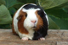 Meggie_celo01