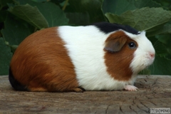 Meggie_prava01