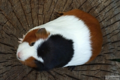 Meggie_vrh01