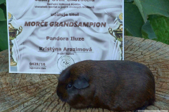 Pandora_sampion_diplom