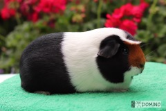 Bella Domino