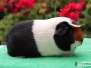 Bella Domino