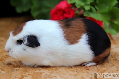 Delisa Domino