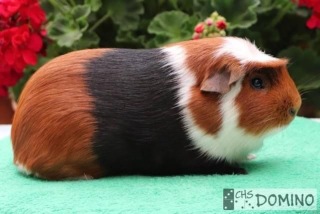 Hopík Domino