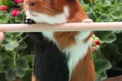 Hopík Domino