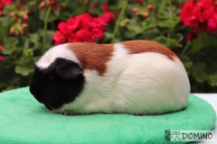 Raffaello Domino