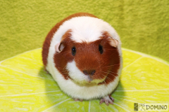 Rozárka_celo01