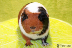 Ulča_celo01