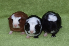 3kluci