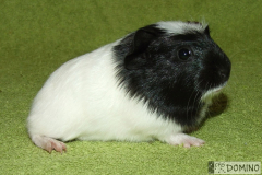 Charlot_prava01