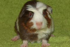 Olaf_celo2