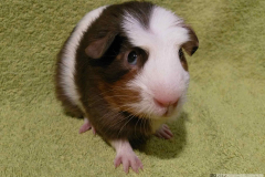 Olaf_celo3