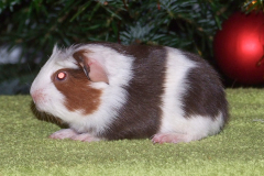 Olaf_leva1