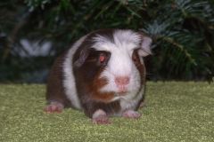 Olaf_predni1