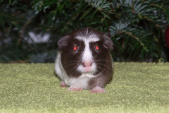 Olla_predni1