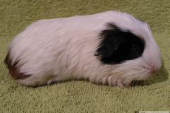 Peggy_prava_1