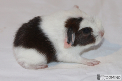 Vrh W3 prava01