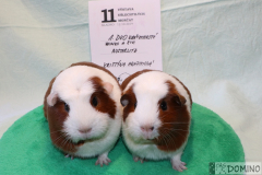 Duo_Winks_Sixi