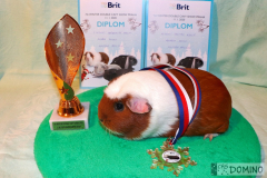 Rozarka