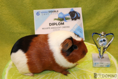 Ulča_Domino