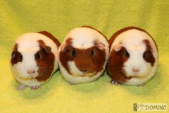 3_trio
