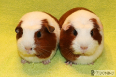 3_duo