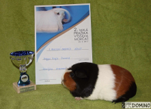 Meggie_1_anglický_crested_adult