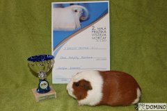 vivien_1_anglický_crested_bj